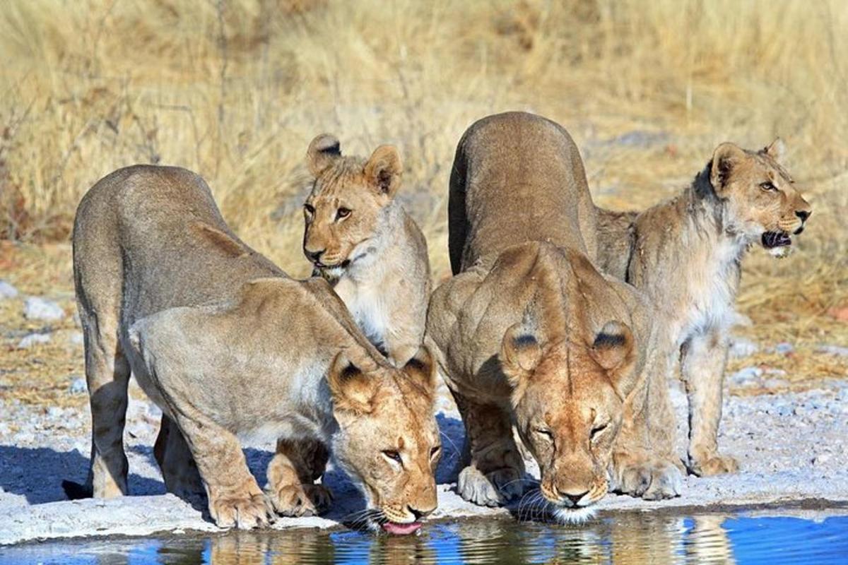 a group of four lions drinking water from a pond