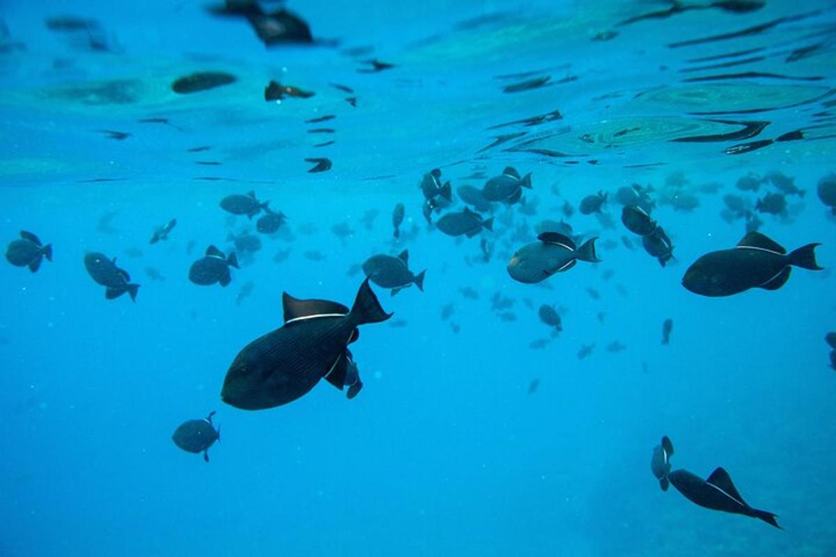 un gruppo di pesci che nuotano nell'oceano