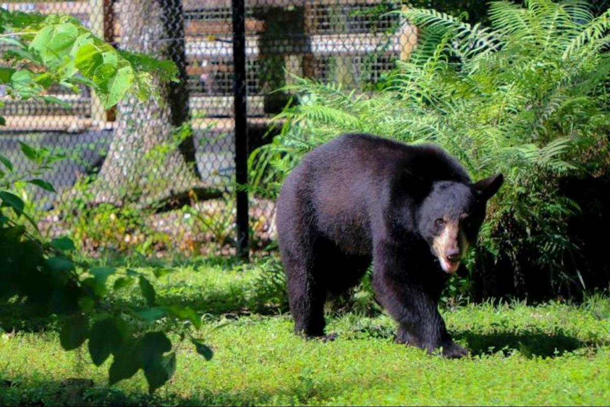 un orso nero che cammina in un campo d'erba