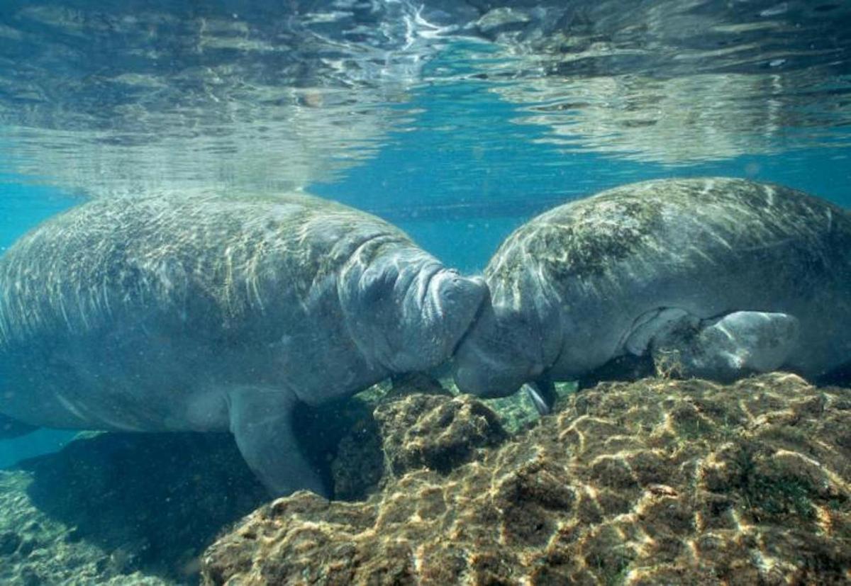 un grande elefante che nuota nell'acqua