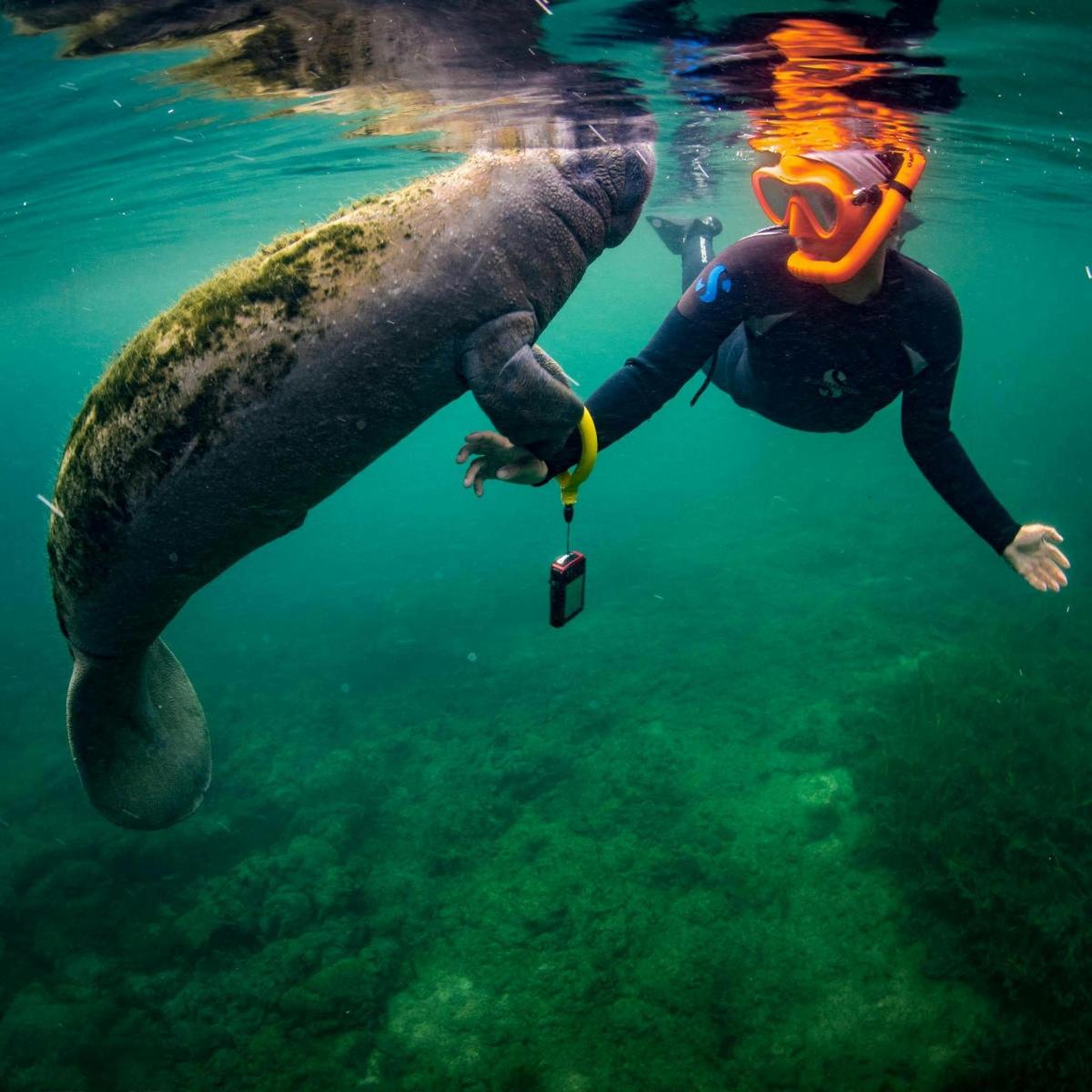 una persona in muta sta nuotando nell'acqua
