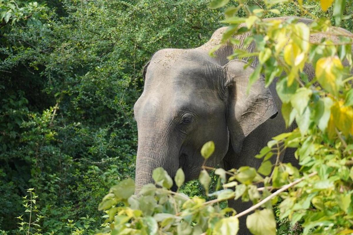 um elefante parado perto de algumas árvores