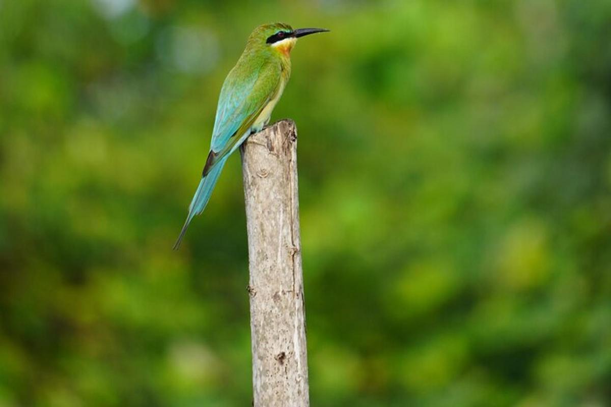 ein Vogel, der auf einem Holzpfosten thront