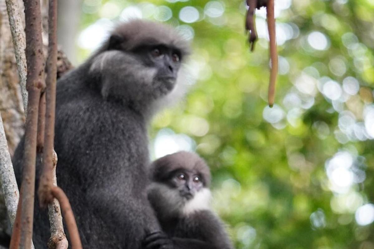 ein Affenbaby und seine Mutter in einem Baum