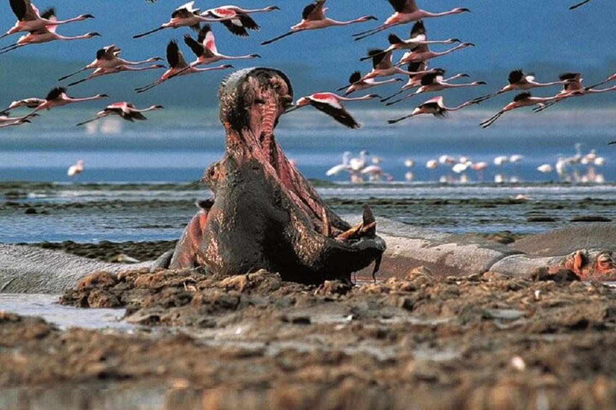 Un hombre sentado en la playa con una bandada de pájaros.