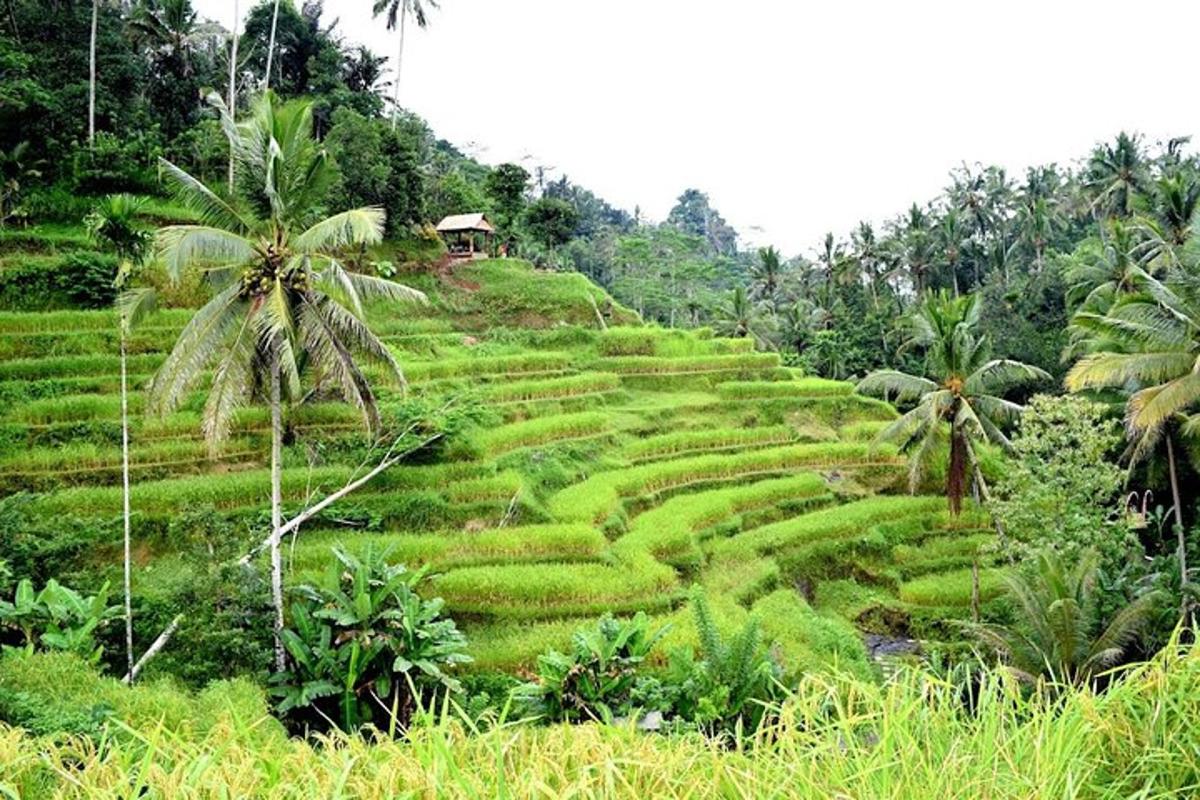 padang hijau yang subur dengan pokok palma di atas bukit