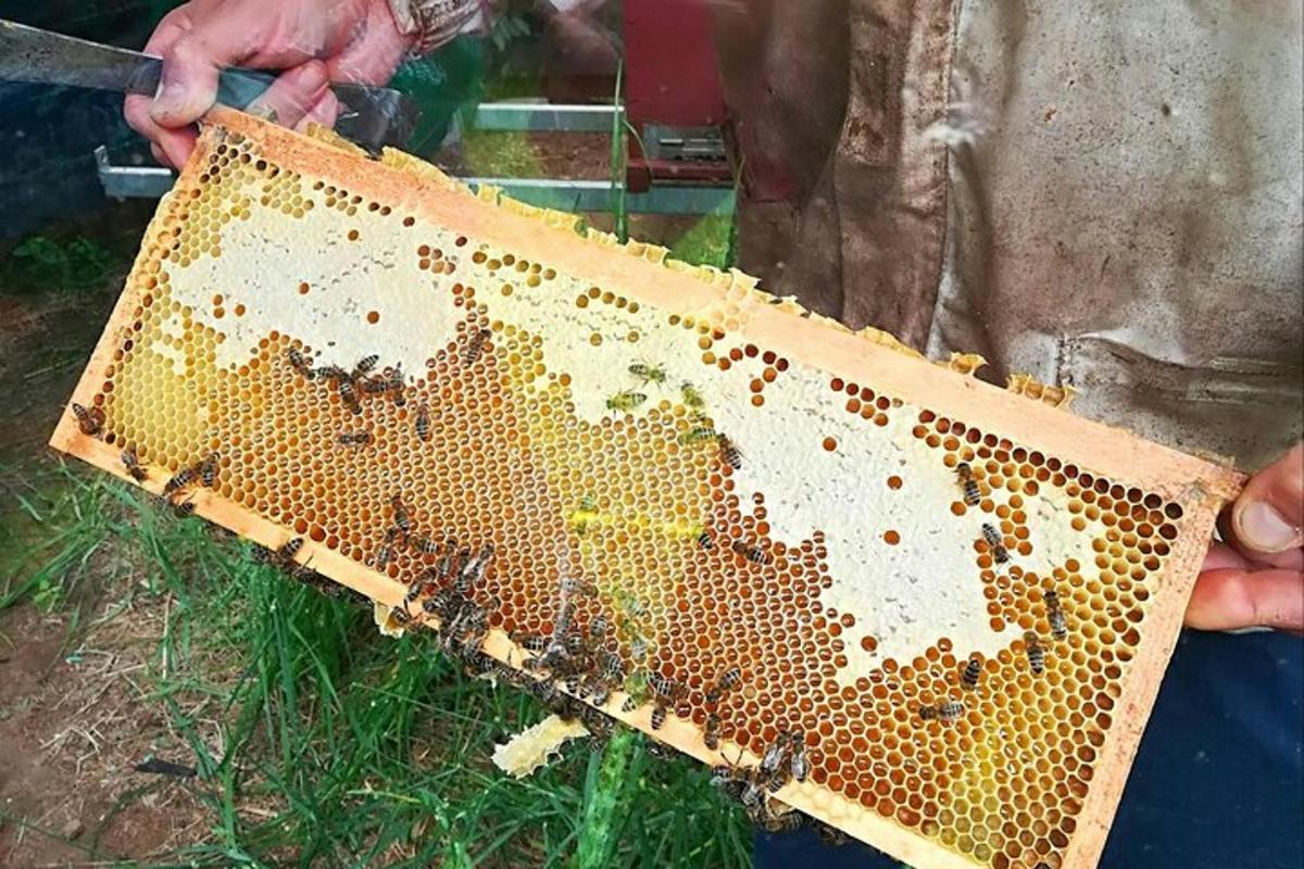 une personne tenant une ruche remplie d'abeilles