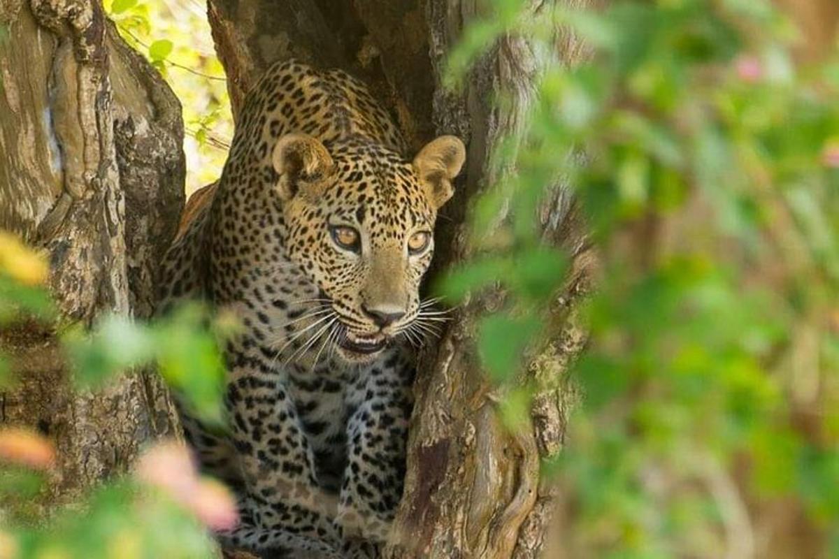 a leopard is standing in a tree