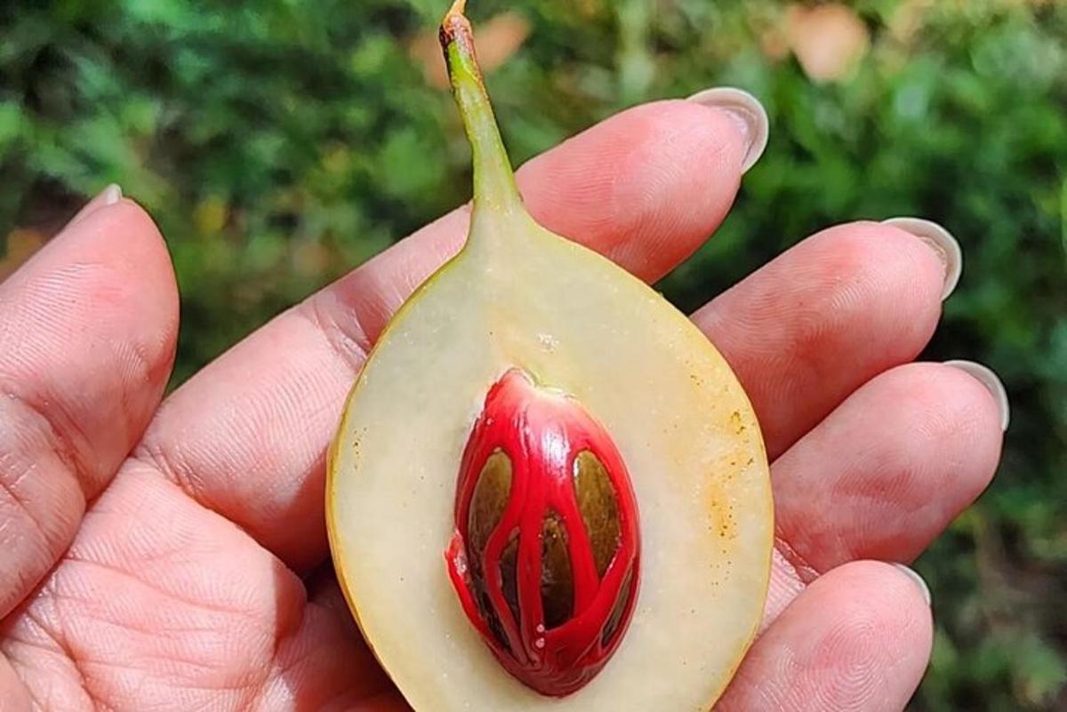 una persona che tiene un peperoncino in mano