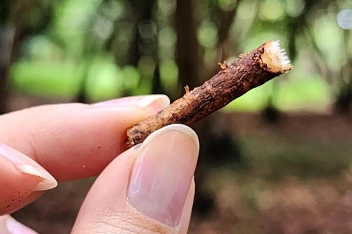 una persona tiene in mano un pezzo di legnohibahibahibahibahibahibahibahibahibahiba
