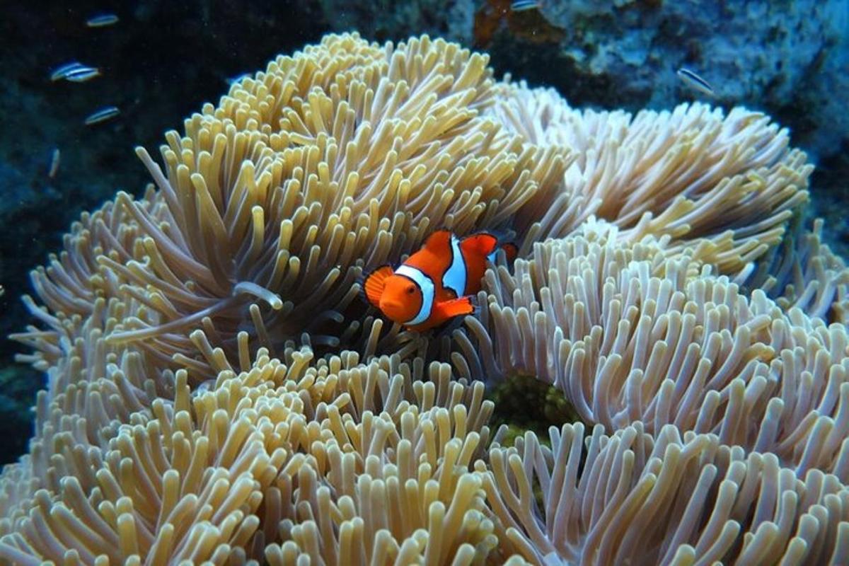 un pesce pagliaccio si nasconde in una barriera corallina