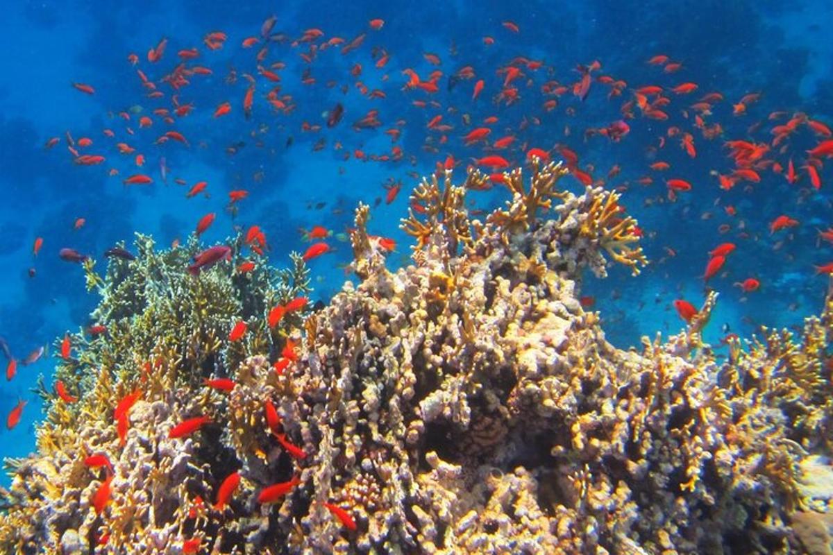 una barriera corallina con pesci nell'oceano