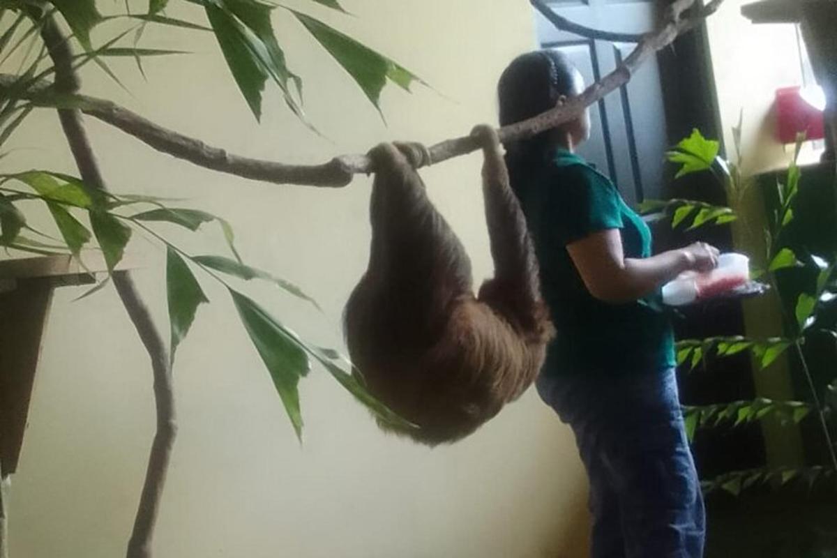 vīrietis kāpj uz sliņķa, kas karājas kokā