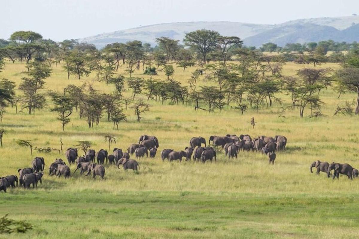 una mandria di elefanti al pascolo in un campo