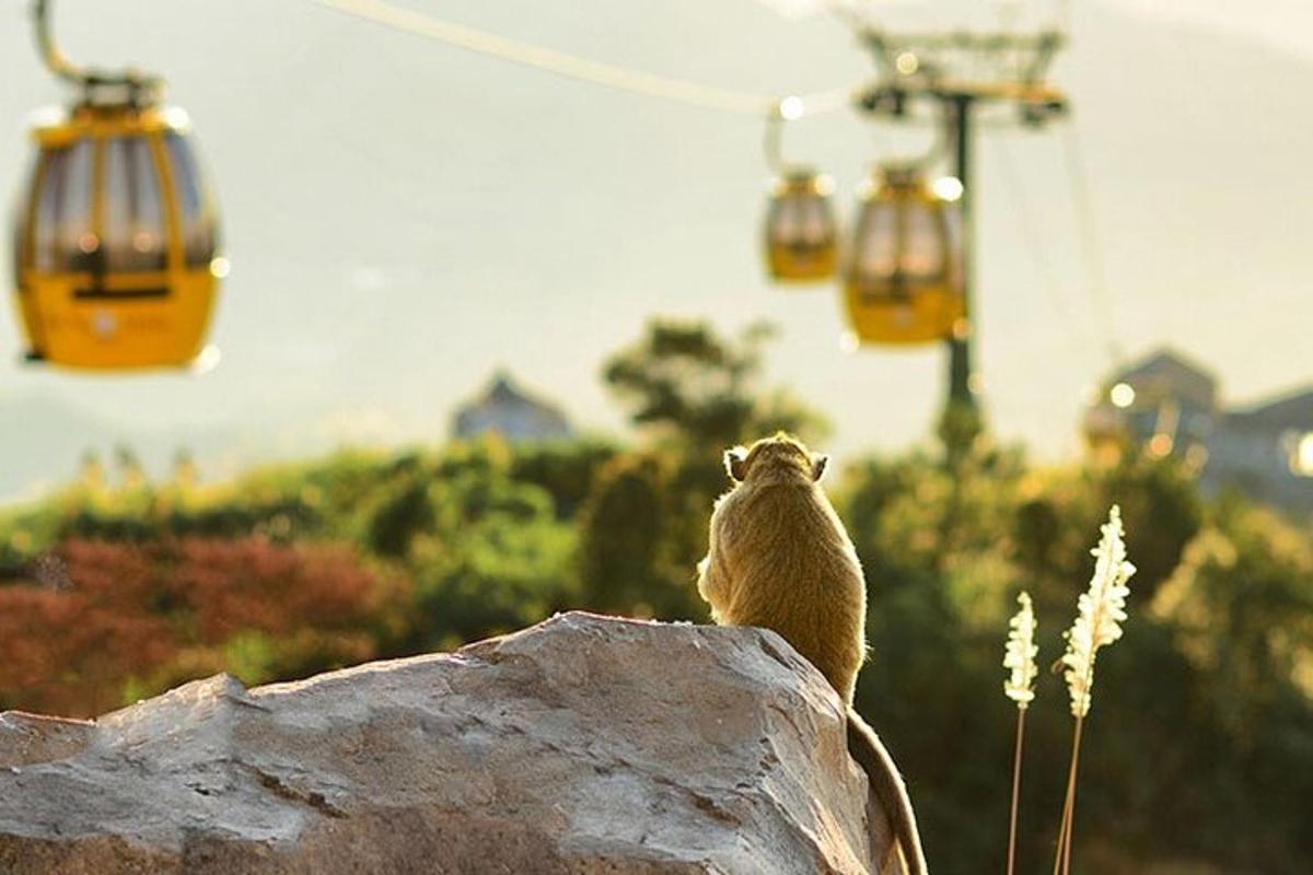 a cat sitting on a rock looking up at a ski lift