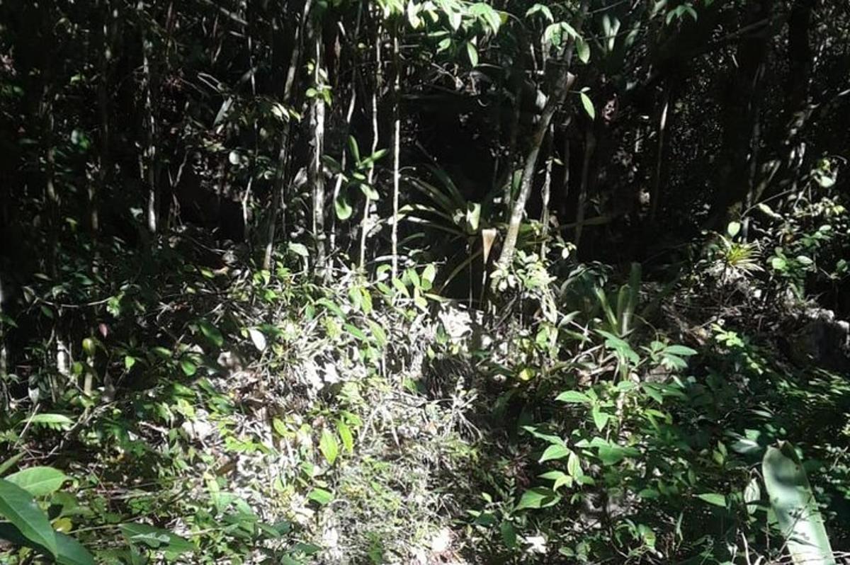 hutan yang dipenuhi dengan banyak tumbuhan hijau