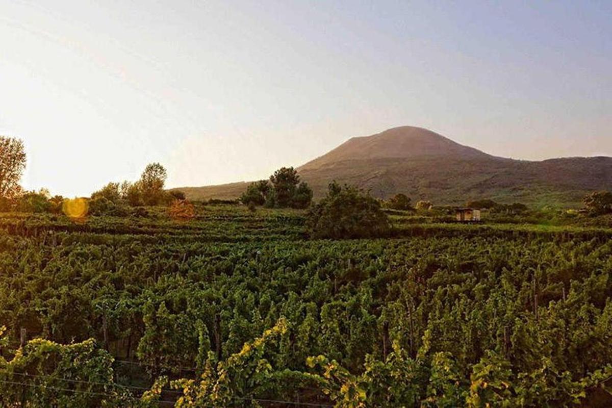 un campo coltivato con una montagna sullo sfondo