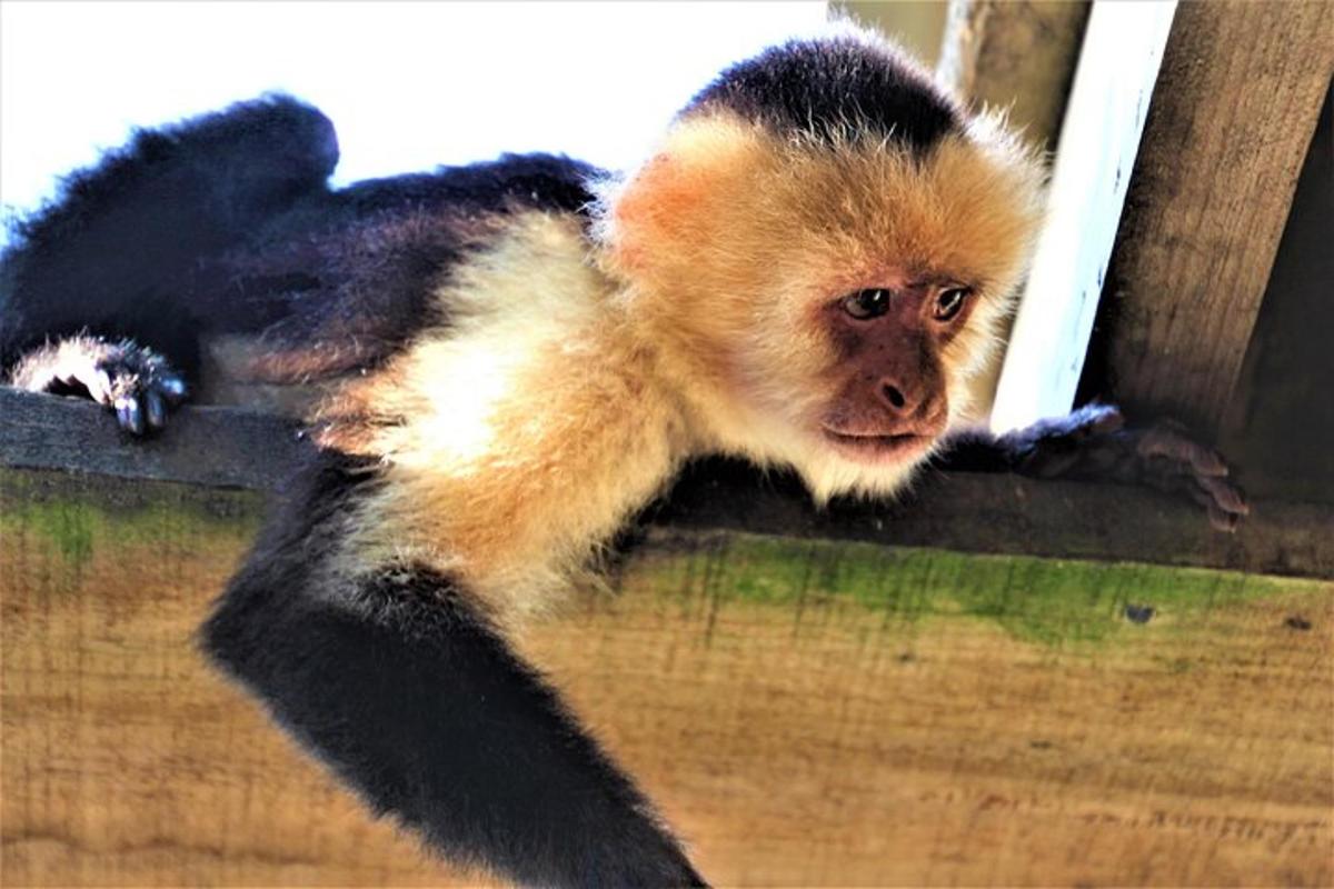 a monkey is looking out of a window