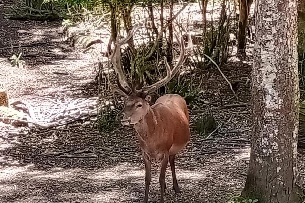 a deer with antlers standing next to a tree