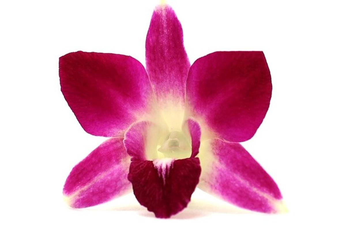 Fialový květ orchideje na bílém pozadí