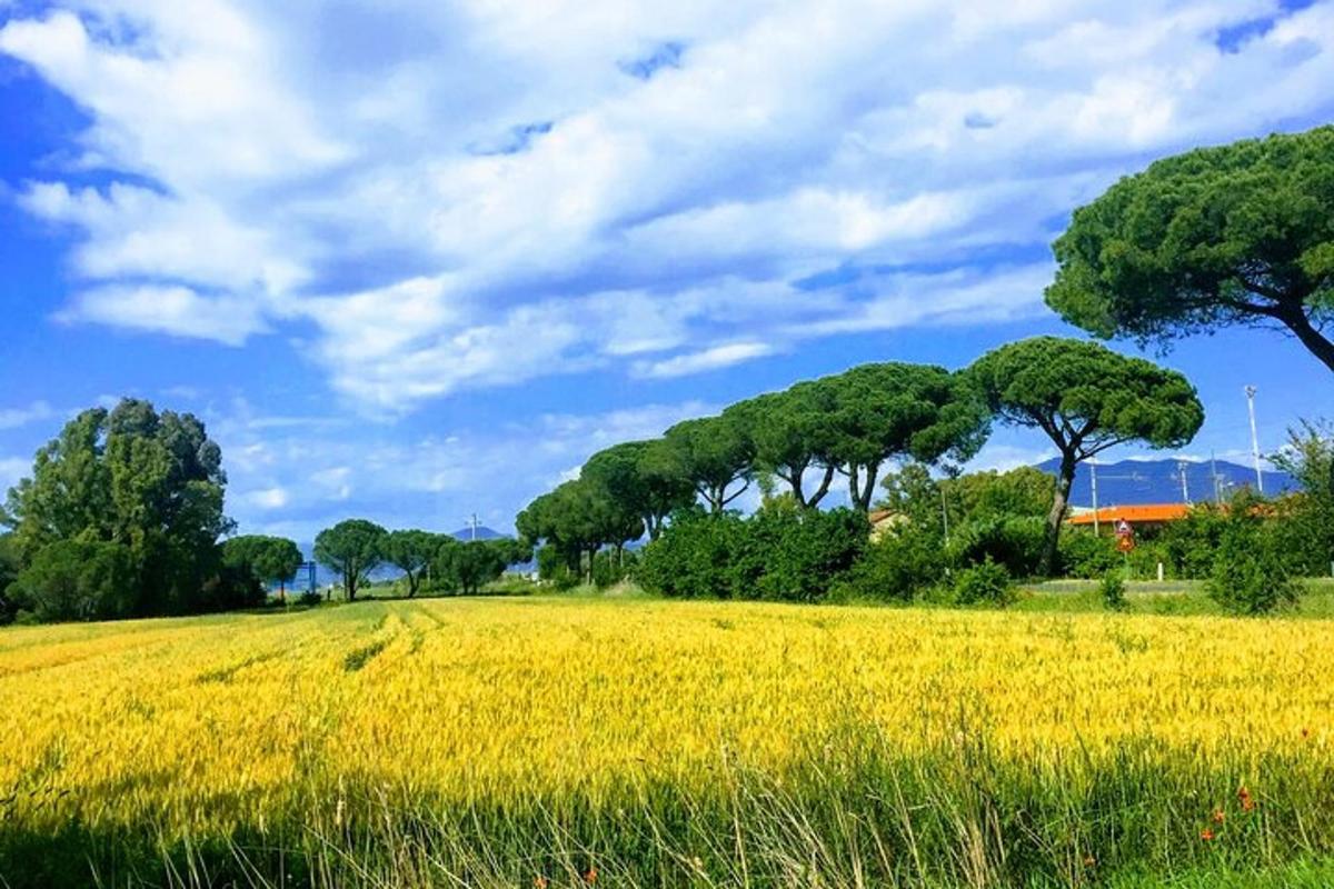um campo de colza amarela com árvores ao fundo