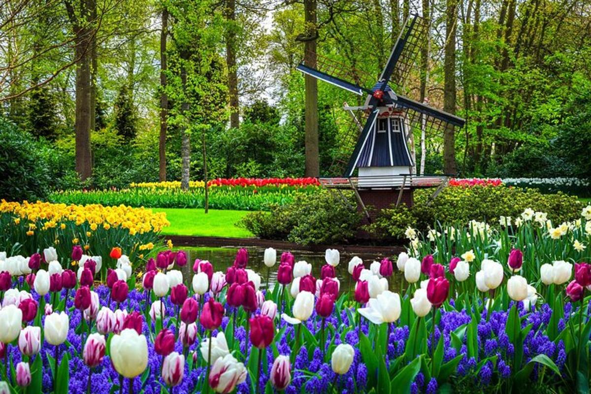 Kytice tulipánů v zahradě s větrným mlýnem