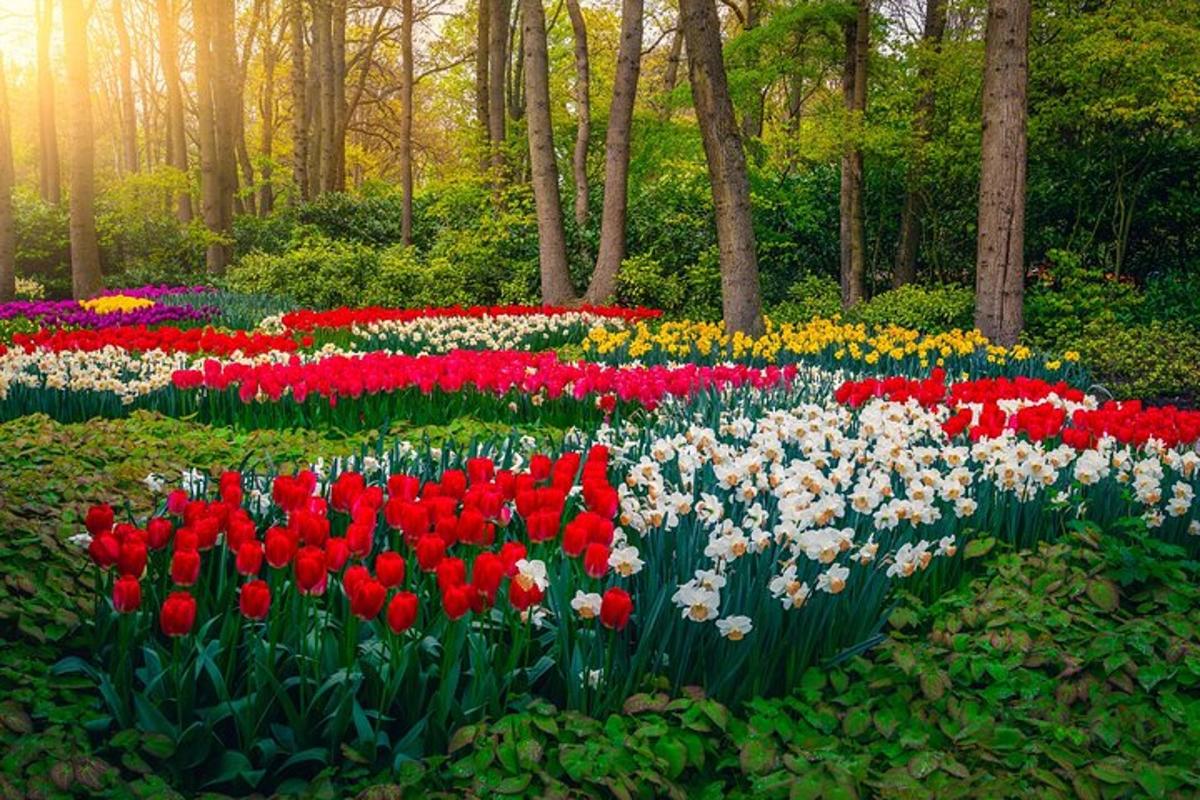 zahrada květin s červenými a bílými tulipány