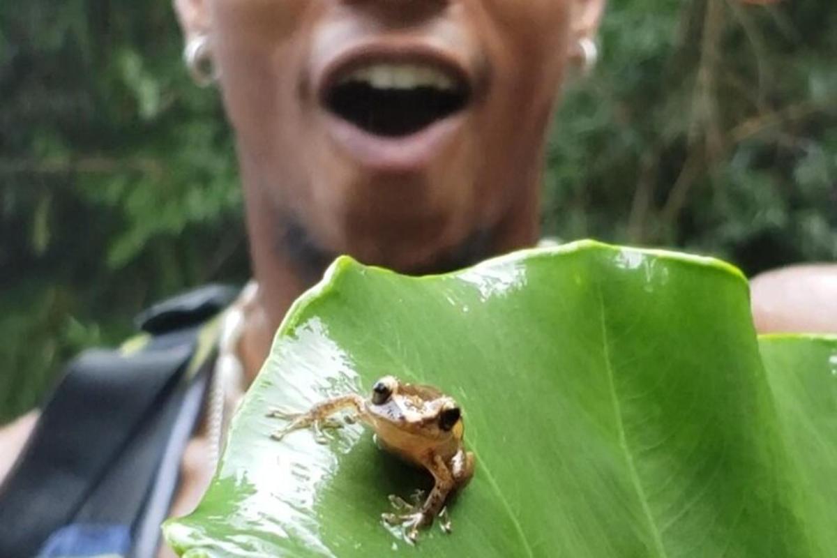 a person holding a frog on a green leaf