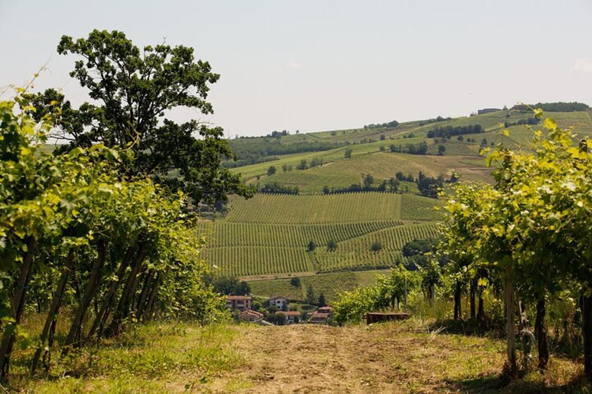 a dirt road in a field with trees