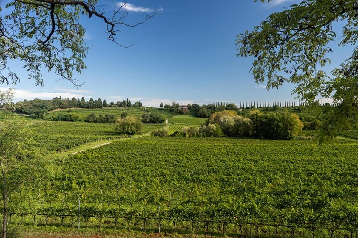 a field of green crops with a fence in the foreground