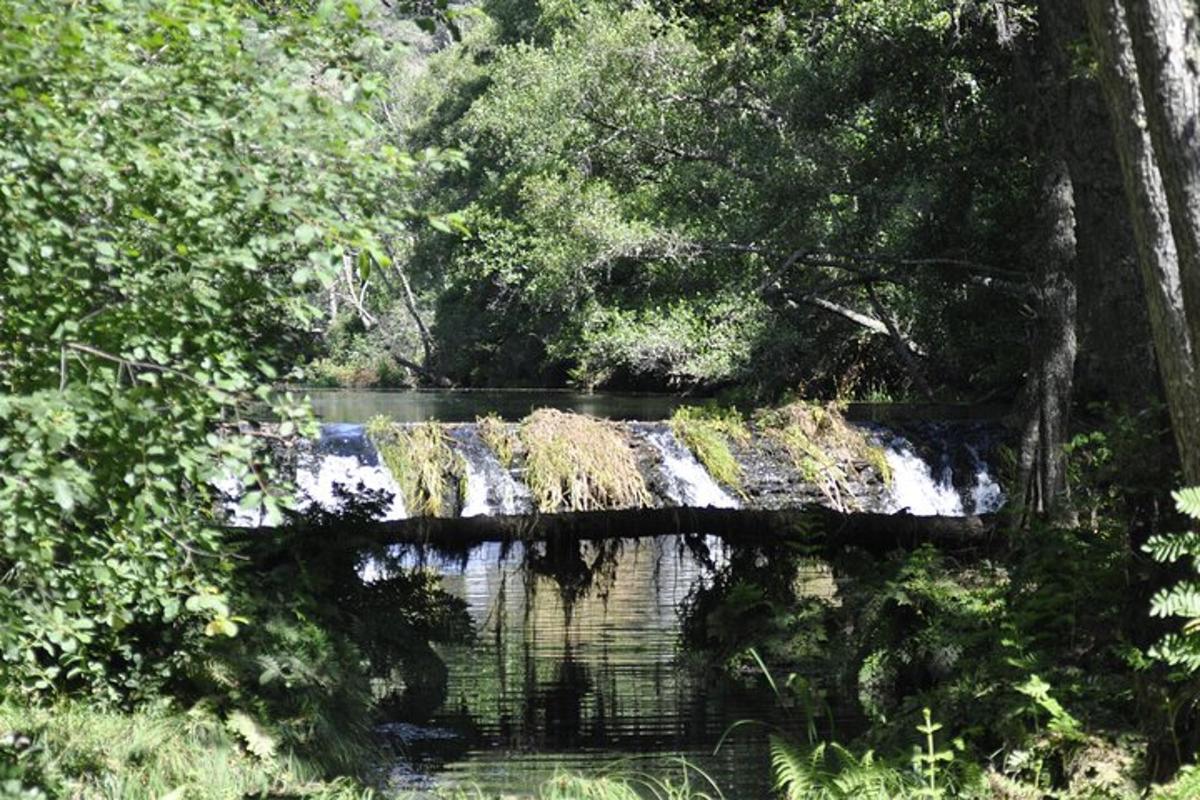 un râu cu o cascadă în mijlocul pădurii