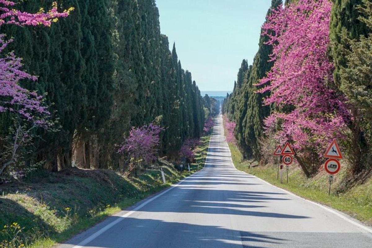 una strada vuota con alberi su entrambi i lati