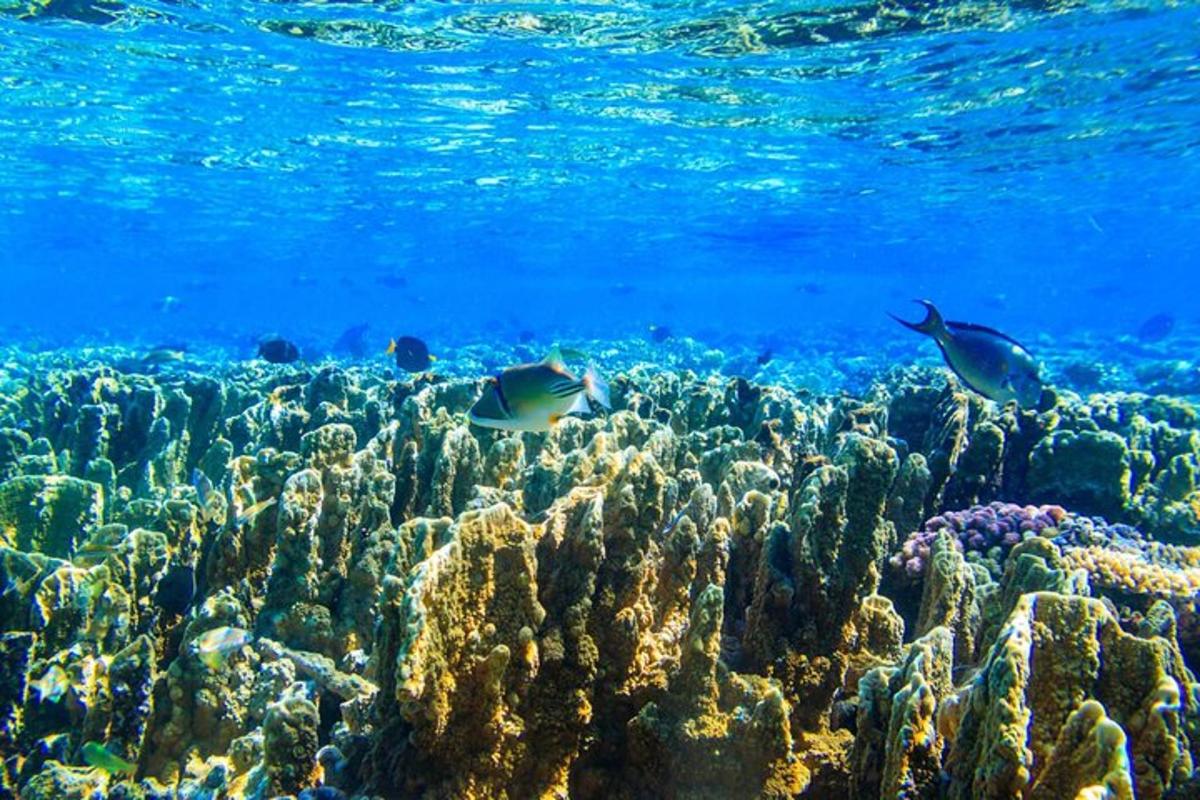 um recife de coral com dois peixes na água