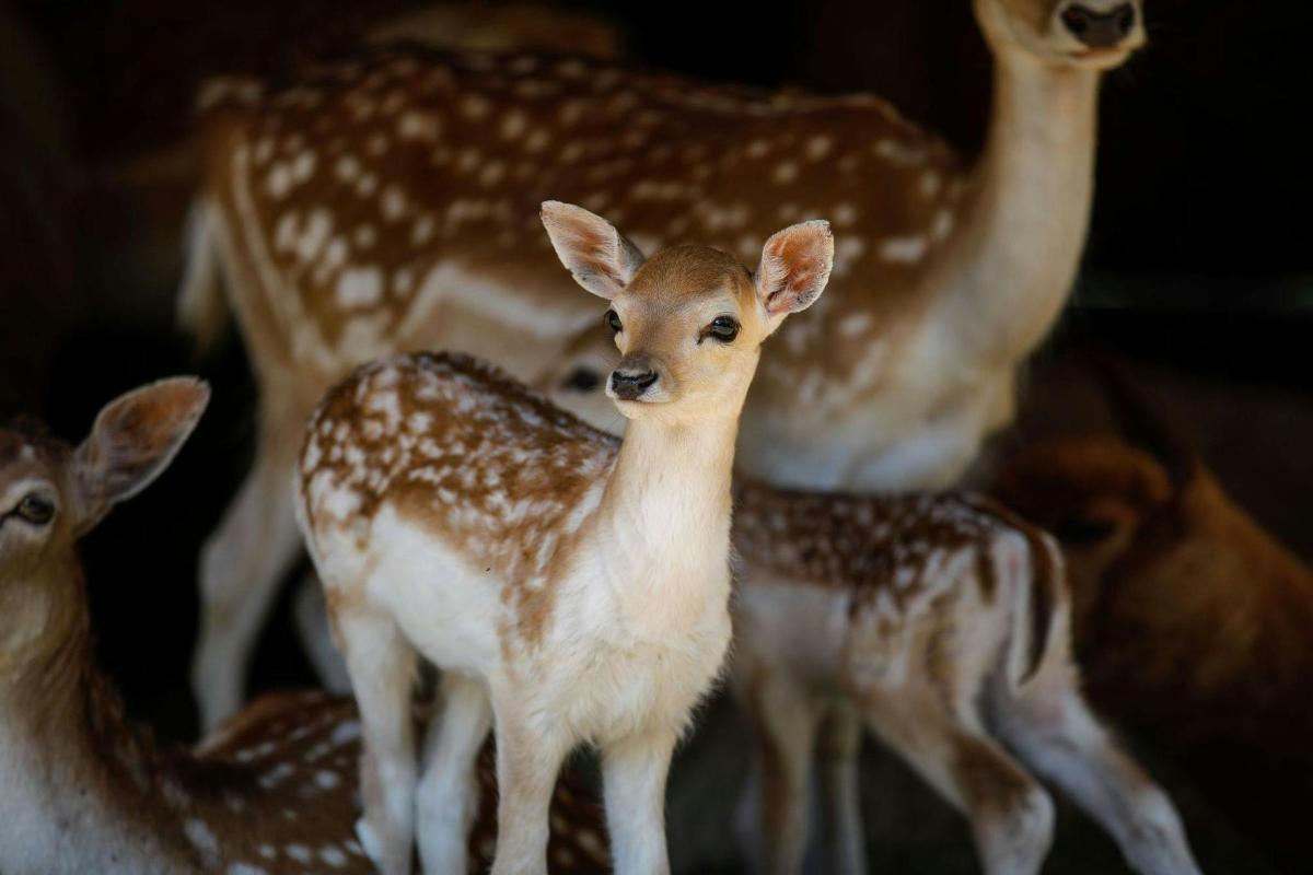 un piccolo cerbiatto in piedi accanto a un gruppo di ciambelle