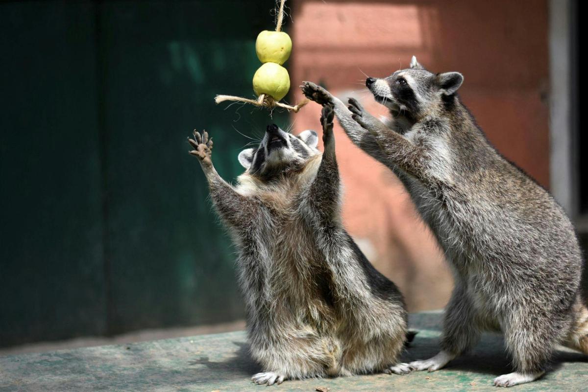 tre suricati stanno giocando con un frutto