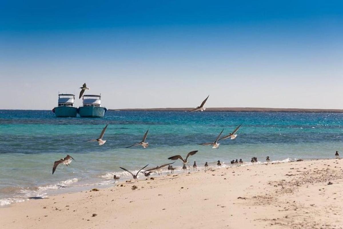 uno stormo di uccelli che vola sopra la spiaggia