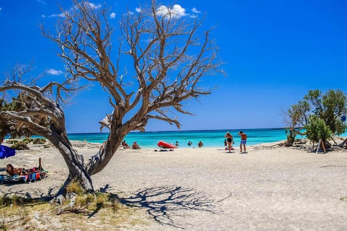 pokok di pantai dengan orang di dalam air