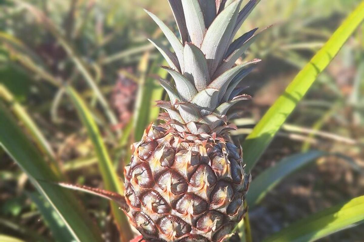 a pineapple is growing on a tree