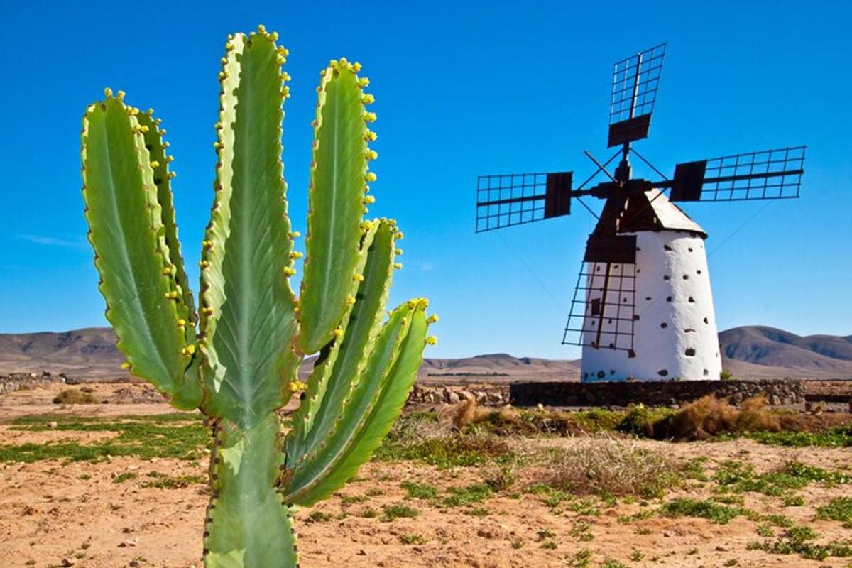 a cactus in front of a windmill in the desert