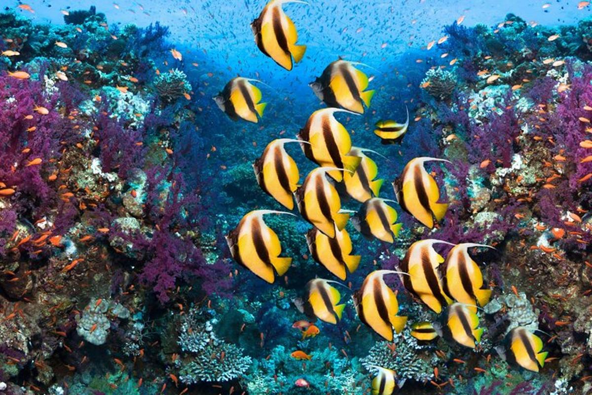 sekelompok ikan di terumbu karang