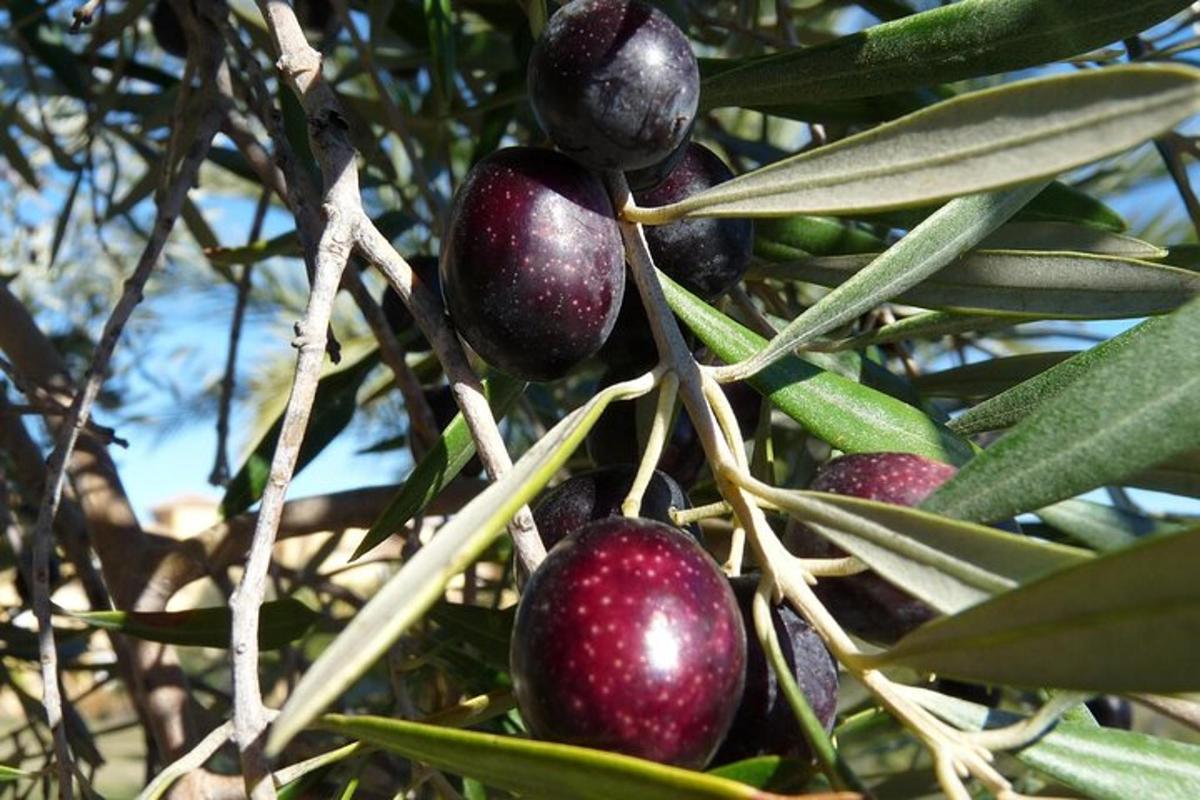 תמונה מספר 1 של האטרקציה