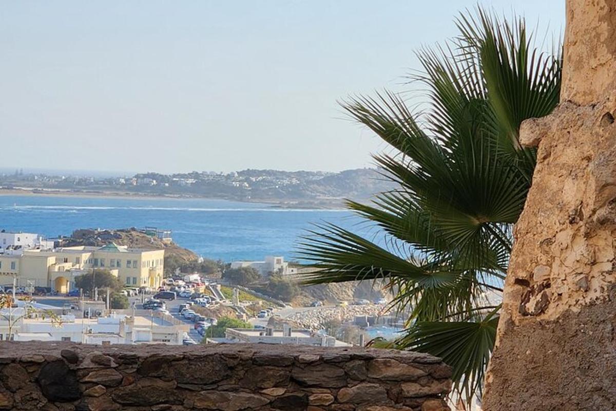 palma sedící na vrcholu kamenné zdi