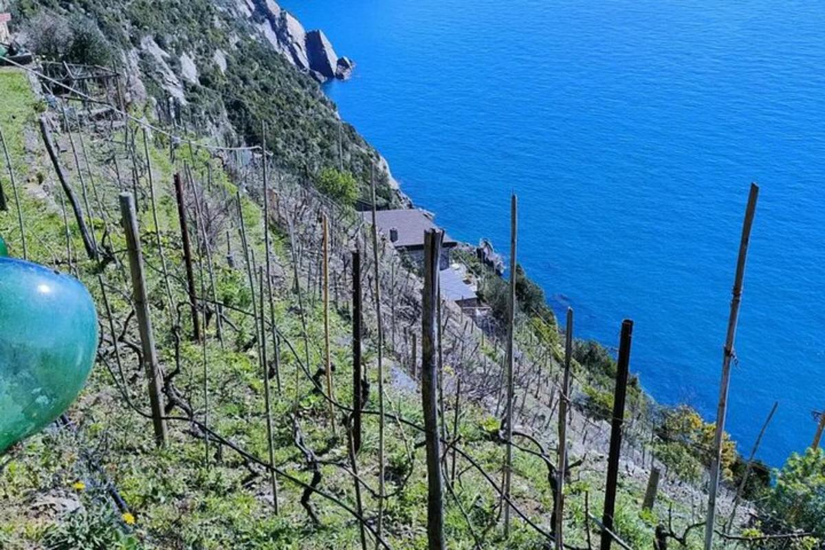 una recinzione sul lato di una scogliera vicino all'oceano