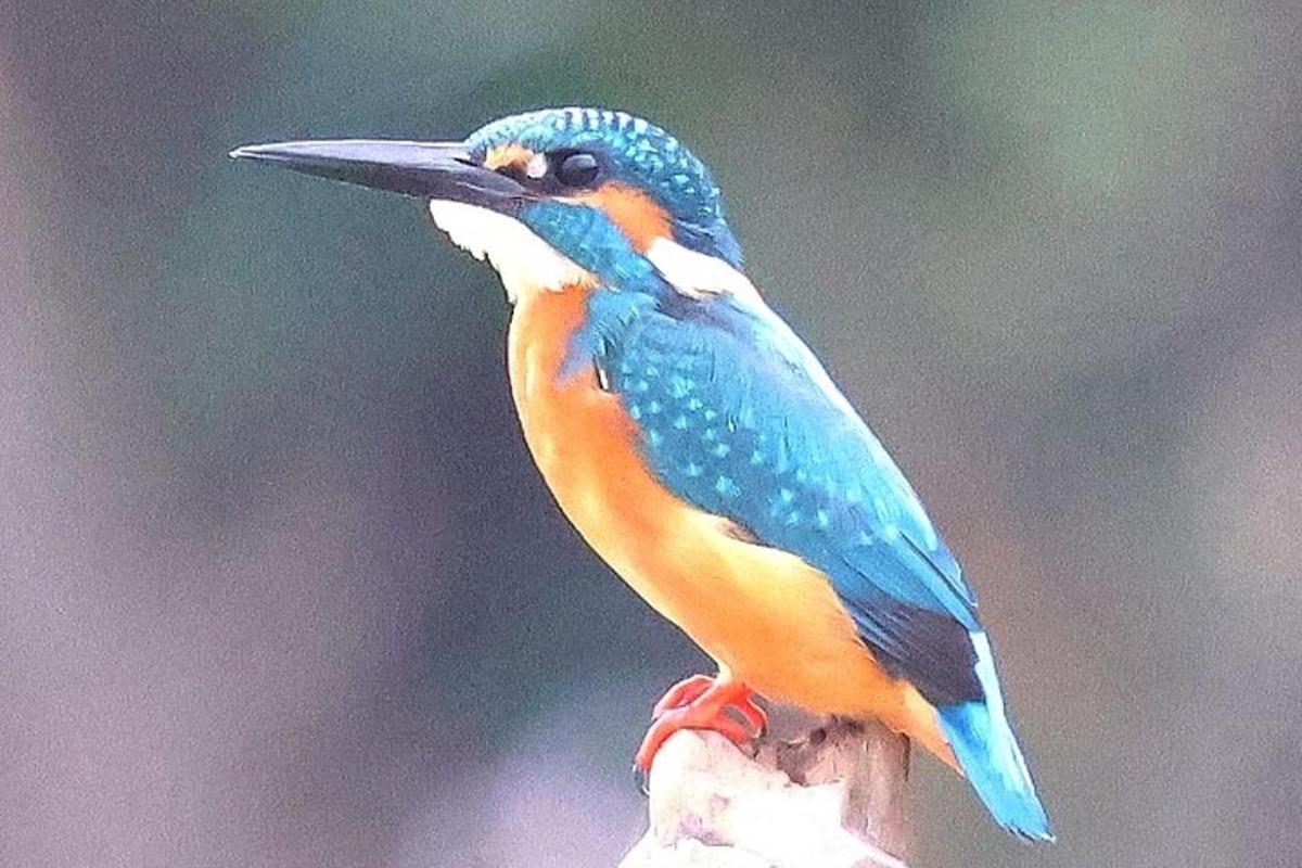 un uccello blu e arancione seduto su un ramo