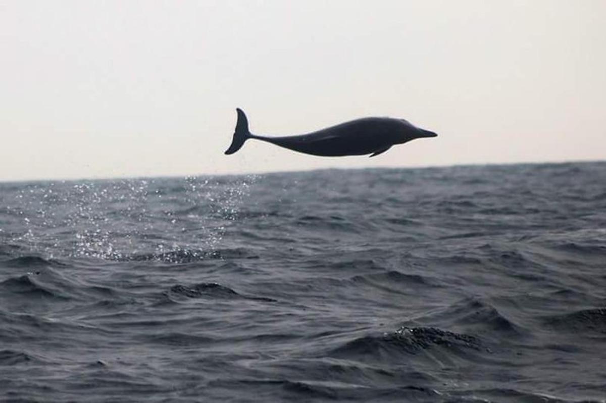 a dolphin jumping out of the water in the ocean