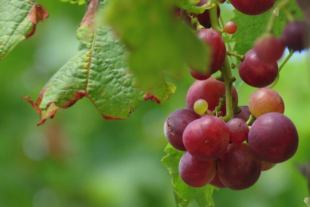 grozd crvenog grožđa koji visi s biljke