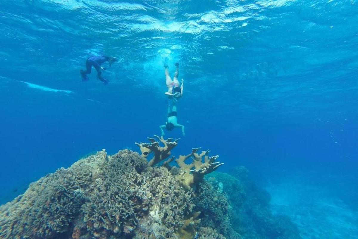 un grup de oameni care înoată peste un recif de corali