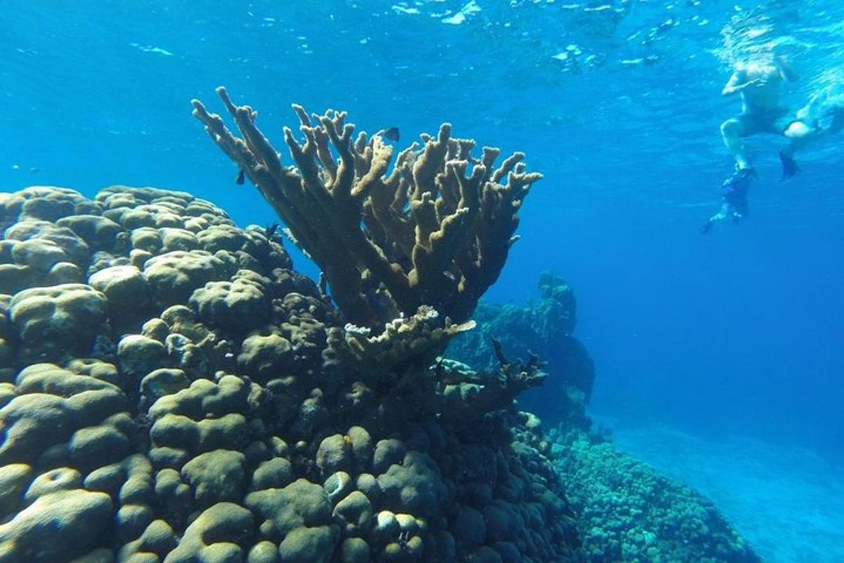 o persoană care înoată în ocean lângă un recif de corali
