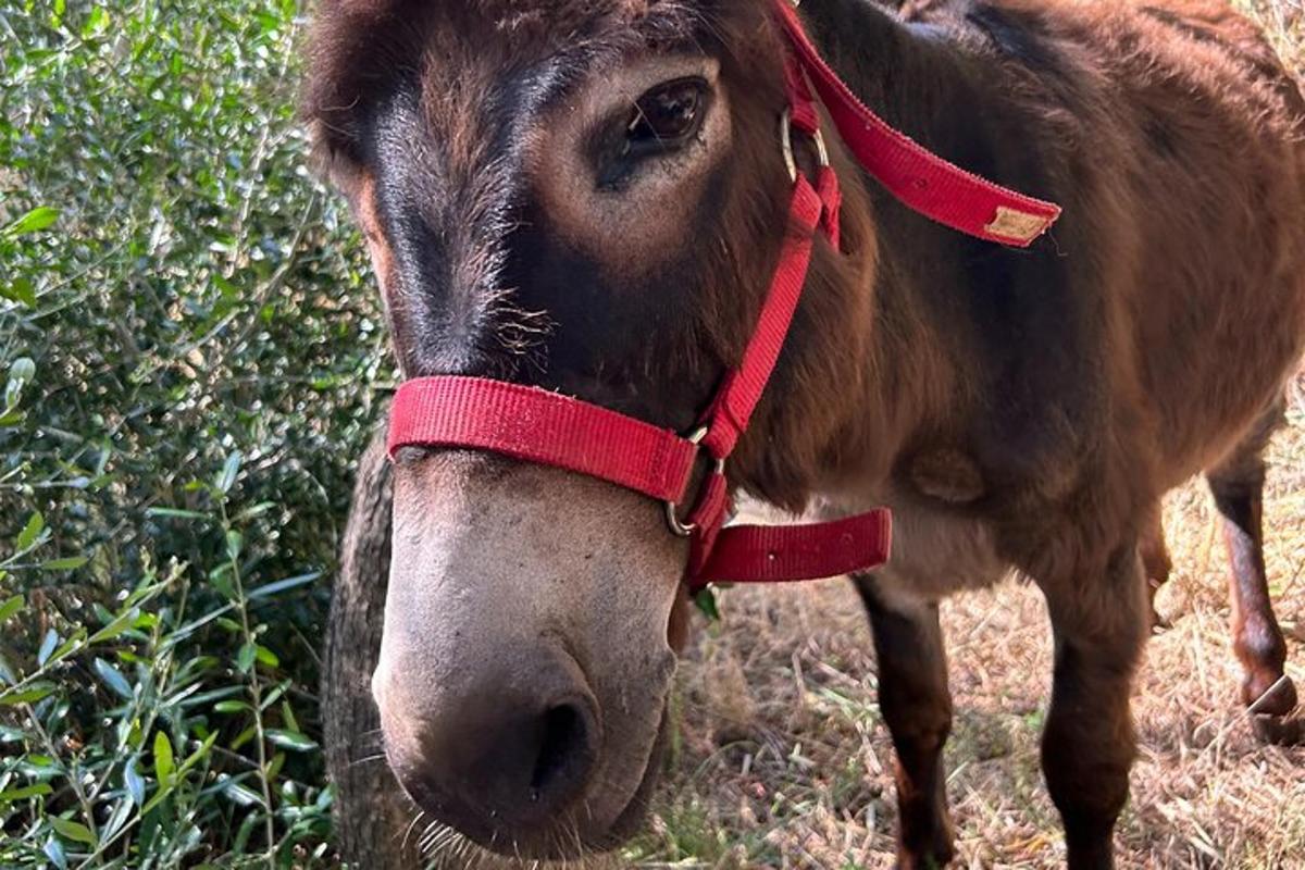 a brown cow with a red harness on its face