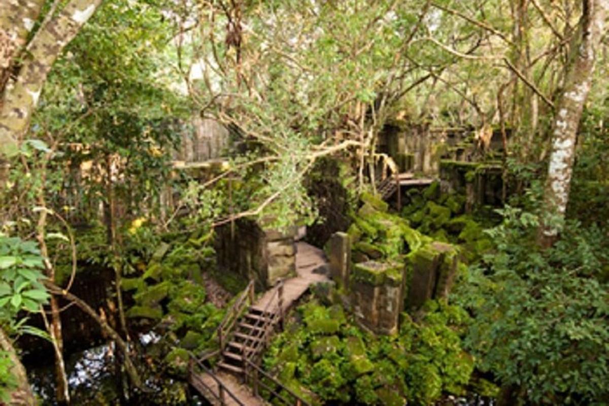 a view of a garden with trees and plants